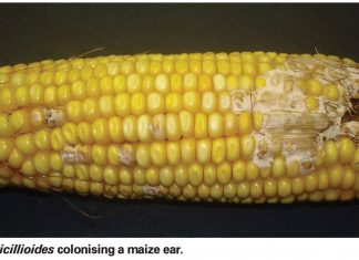 Outsmart fungi from infecting and colonising your maize