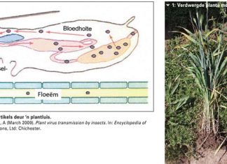 Plantluise en virusoordrag op koring: Waarna om te kyk