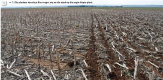 Direkte plant-proewe in Suid-Afrika – ‘n oorsig oor vyf jaar