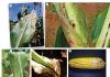 Procedures in the diagnosis of plant diseases: The path to effective control measures