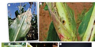 Procedures in the diagnosis of plant diseases: The path to effective control measures