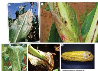 Procedures in the diagnosis of plant diseases: The path to effective control measures