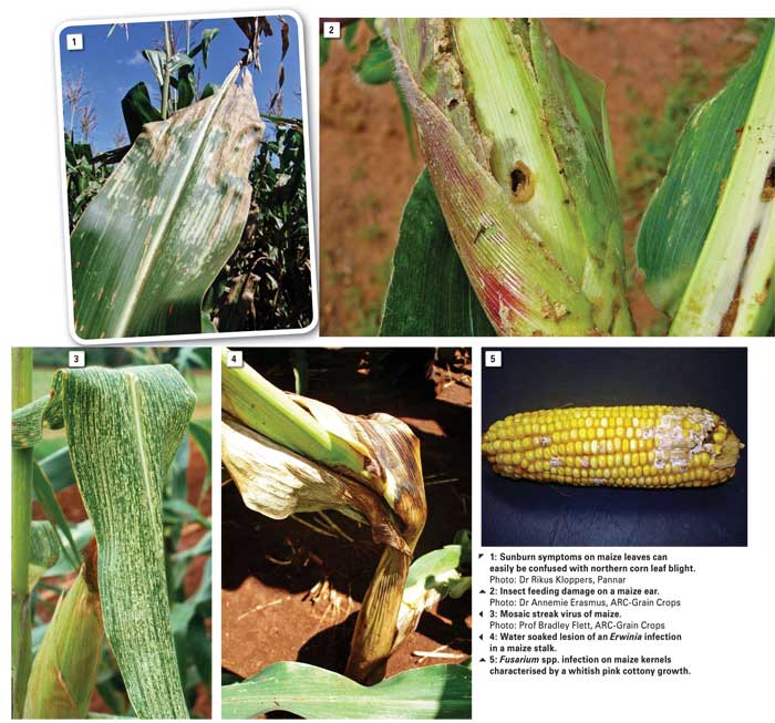 Procedures in the diagnosis of plant diseases: The path to effective control measures