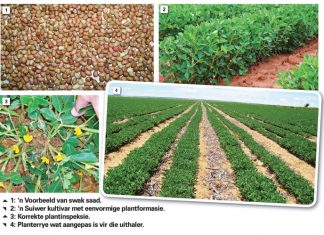 Produksie in ‘n neutedop