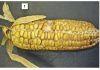 Research on and control of Diplodia in maize