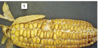 Research on and control of Diplodia in maize