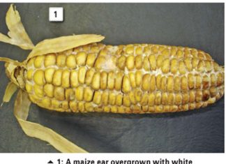 Research on and control of Diplodia in maize