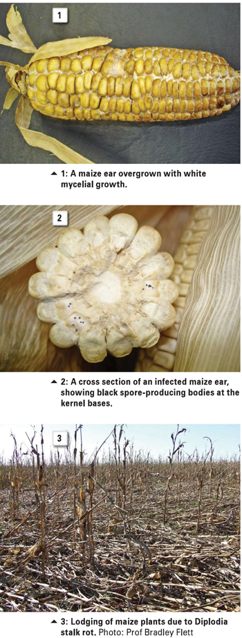 Research on and control of Diplodia in maize