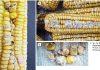 Research strategy aims to eliminate mycotoxins in South African grains