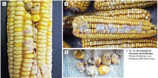 Research strategy aims to eliminate mycotoxins in South African grains
