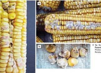 Research strategy aims to eliminate mycotoxins in South African grains