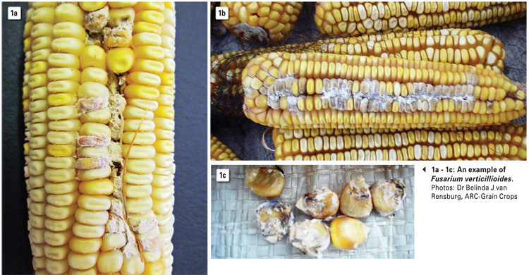 Research strategy aims to eliminate mycotoxins in South African grains