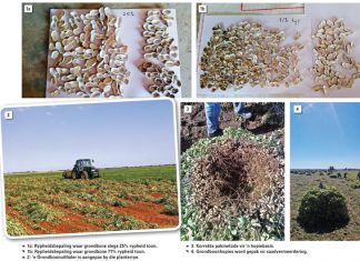 Grondboonoestyd: ‘n Paar wenke vir sukses