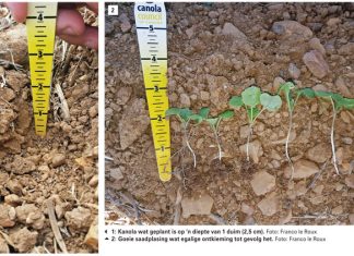 Beperk oesverliese op kanola