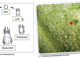Tweekolspinmyt: ‘n Moeilike kalant op mielies
