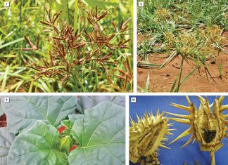 ONKRUIDSAAD – ‘n suksesstorie