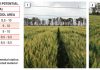 Irrigation wheat cultivars you can rely on