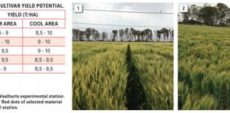 Irrigation wheat cultivars you can rely on