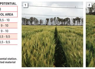 Irrigation wheat cultivars you can rely on