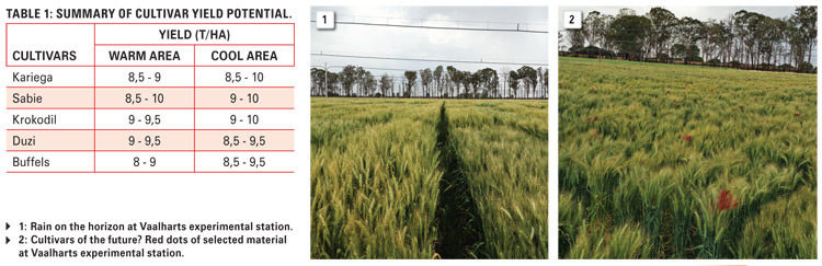 Irrigation wheat cultivars you can rely on