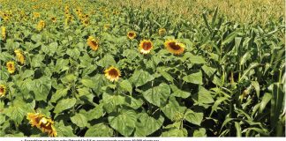 Bewaringslandbou vereis ‘n hoër mieliestand