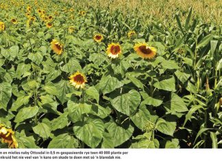 Bewaringslandbou vereis ‘n hoër mieliestand