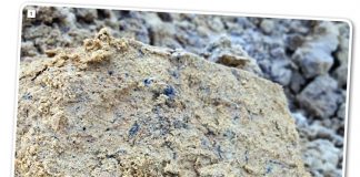 Gesonde grond, vol lewe, vir volhoubare gewasproduksie