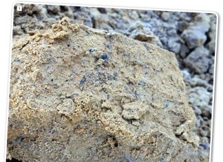 Gesonde grond, vol lewe, vir volhoubare gewasproduksie