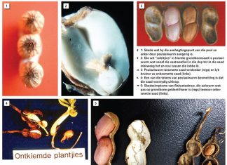 Saadgedraagde aalwurms onder die vergrootglas