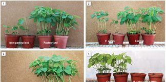 Soilborne diseases of soybean and management strategies to control these diseases