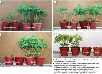 Soilborne diseases of soybean and management strategies to control these diseases