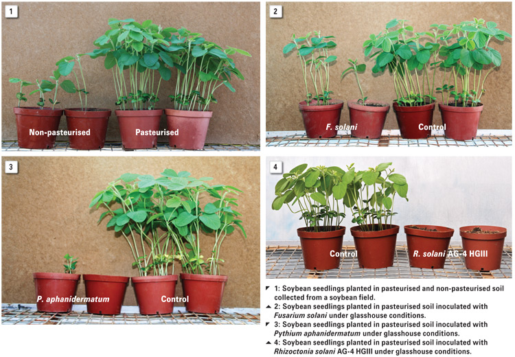 Soilborne diseases of soybean and management strategies to control these diseases