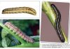 Invasive armyworm species now also in South Africa