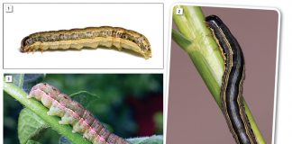 Invasive armyworm species now also in South Africa