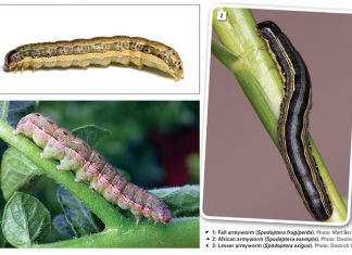 Invasive armyworm species now also in South Africa