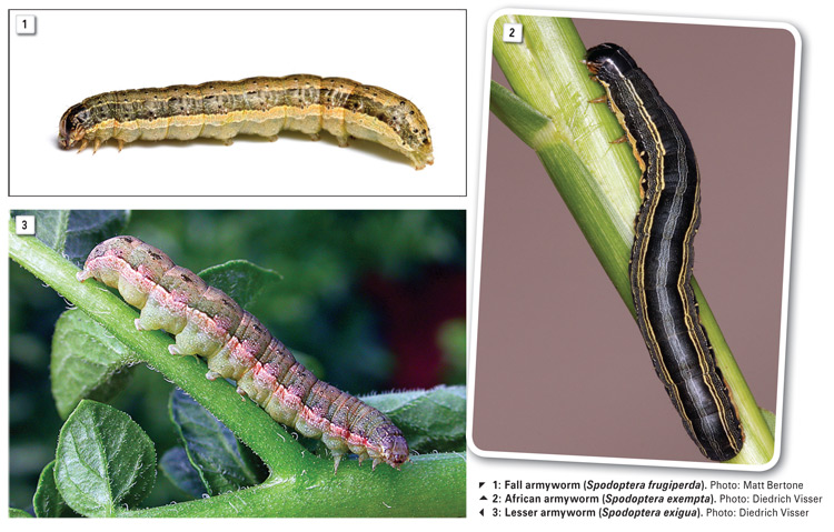 Invasive armyworm species now also in South Africa