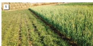 CA research in the north eastern Free State