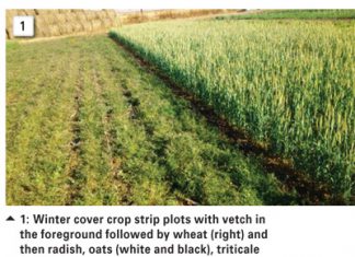 CA research in the north eastern Free State