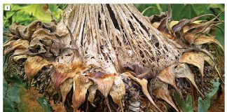 Sclerotinia head rot of sunflower: A continuing threat