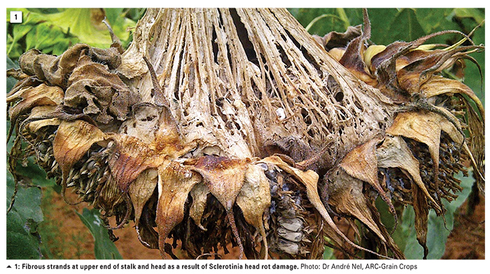 Sclerotinia head rot of sunflower: A continuing threat