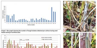 Sclerotinia stem rot on soybean in South Africa