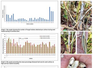 Sclerotinia stem rot on soybean in South Africa