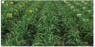 Screening bread wheat lines for drought tolerance