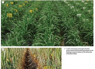 Screening bread wheat lines for drought tolerance