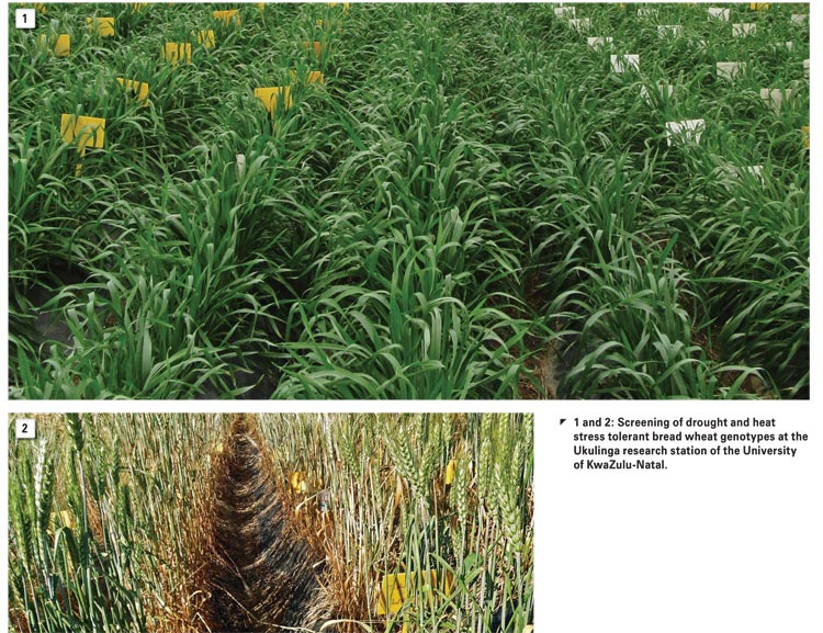 Screening bread wheat lines for drought tolerance