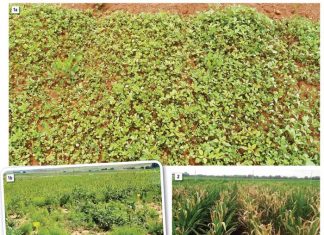 Sit die natuur se boelies op hul plek met effektiewe onkruidbeheer