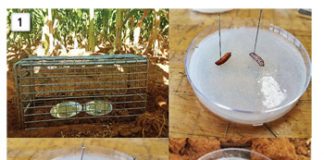 The effect of CA on insects and ecosystem services