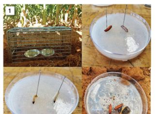 The effect of CA on insects and ecosystem services