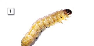 The importance of insect rearing