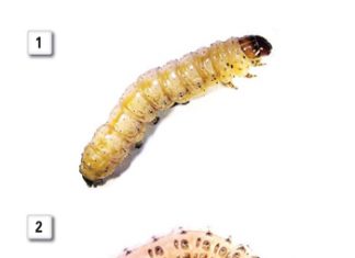 The importance of insect rearing